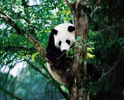 宝兴天气预报60天