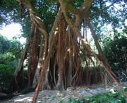 五华天气预报15天