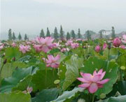 莲花后天天气