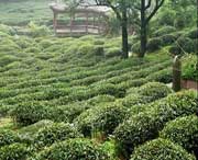 名山明天天气